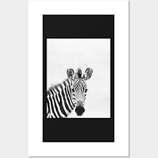 Zebra Posters and Art